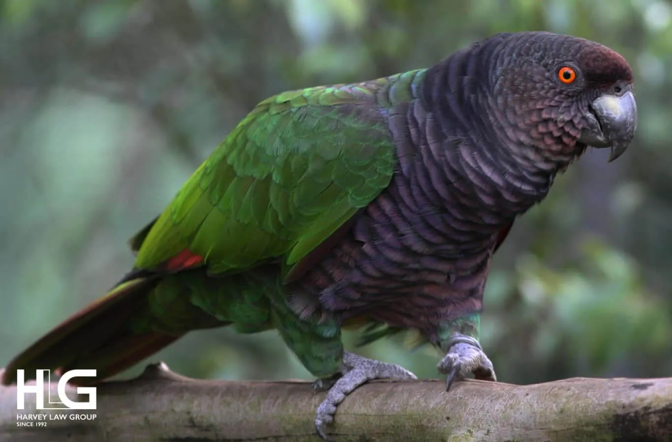 Hệ sinh thái động vật của Dominica